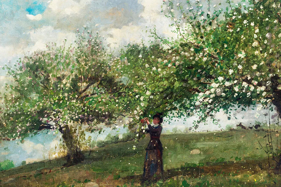 Apple Blossom Orchard