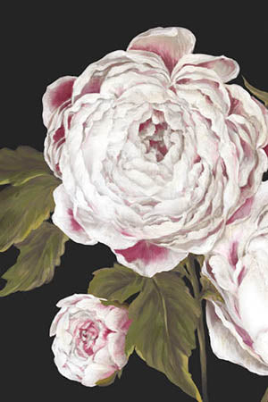 Ivory Peony Close-up